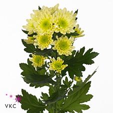 Срезанные цветы оптом Chrys sp radost cream от 20шт из Голландии с доставкой по России