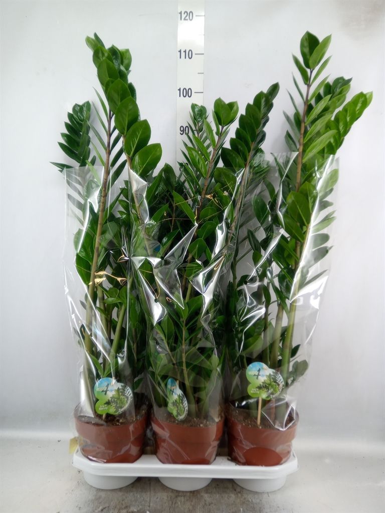 Горшечные цветы и растения оптом Zamioculcas Zamiifolia от 3шт из Голландии с доставкой по России