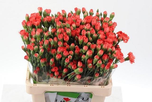 Срезанные цветы оптом Dianthus sp orange от 100шт из Голландии с доставкой по России