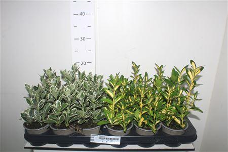 Горшечные цветы и растения оптом Euonymus Jap Gem от 18шт (для телеги) из Голландии с доставкой по России