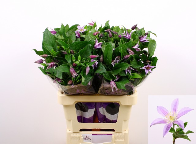 Срезанные цветы оптом Clematis star river от 40шт из Голландии с доставкой по России