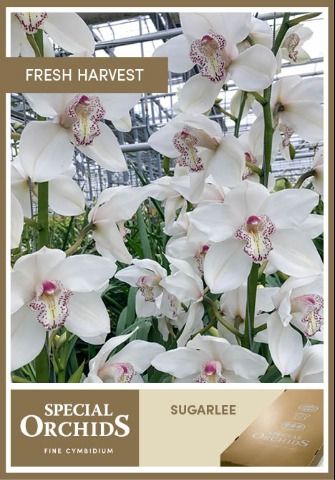 Срезанные цветы оптом Cymbidium white mrs sugar lee от 2шт из Голландии с доставкой по России