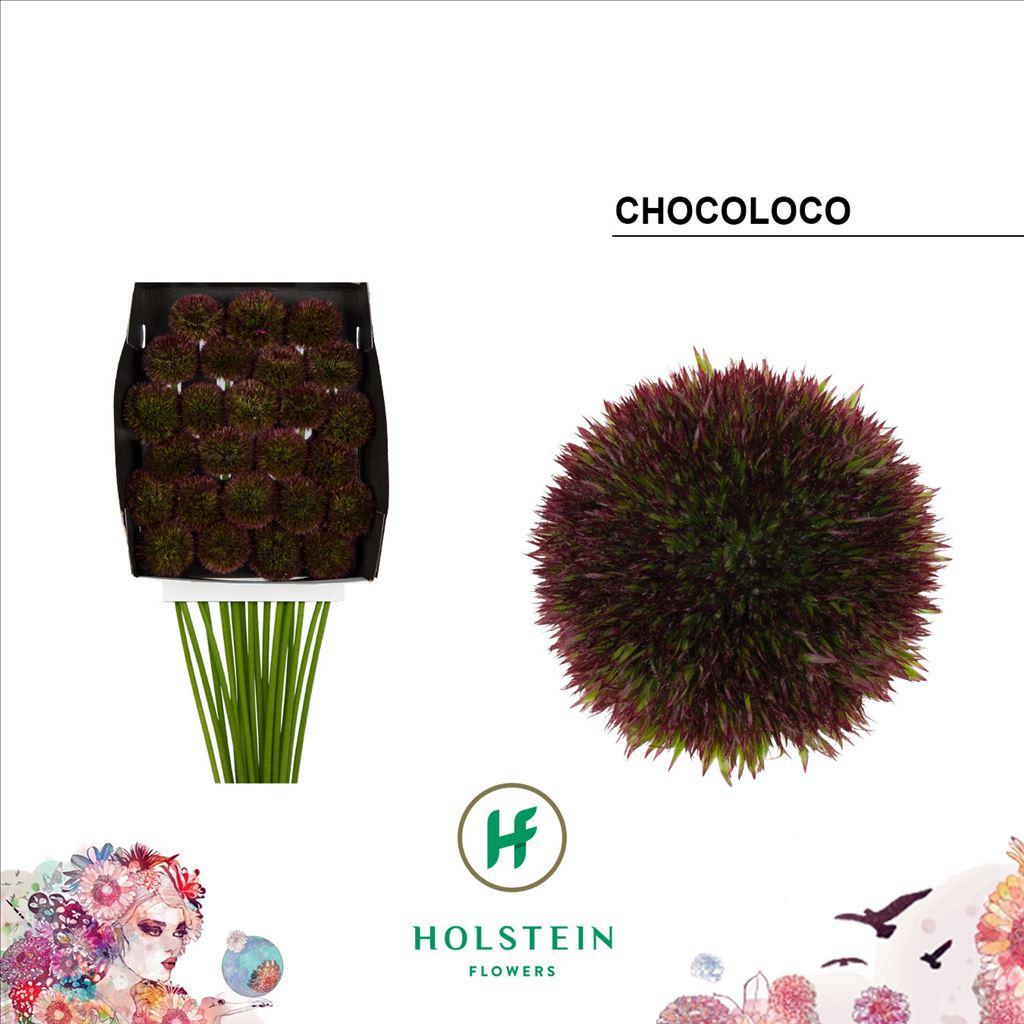 Срезанные цветы оптом Gerbera diamond chocoloco от 25шт из Голландии с доставкой по России