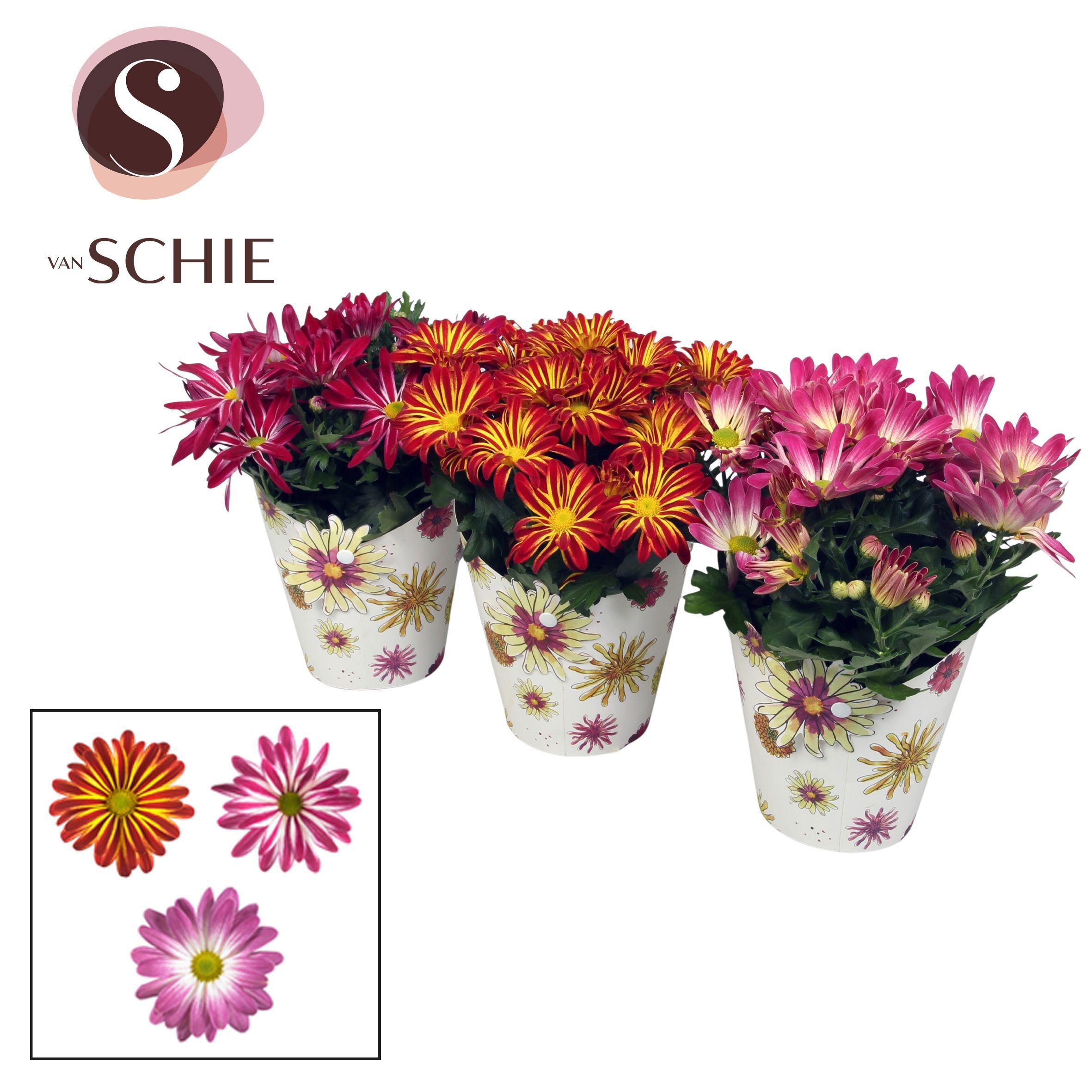 Горшечные цветы и растения оптом Chrys Gem 2 Kl Bloem от 8шт из Голландии с доставкой по России