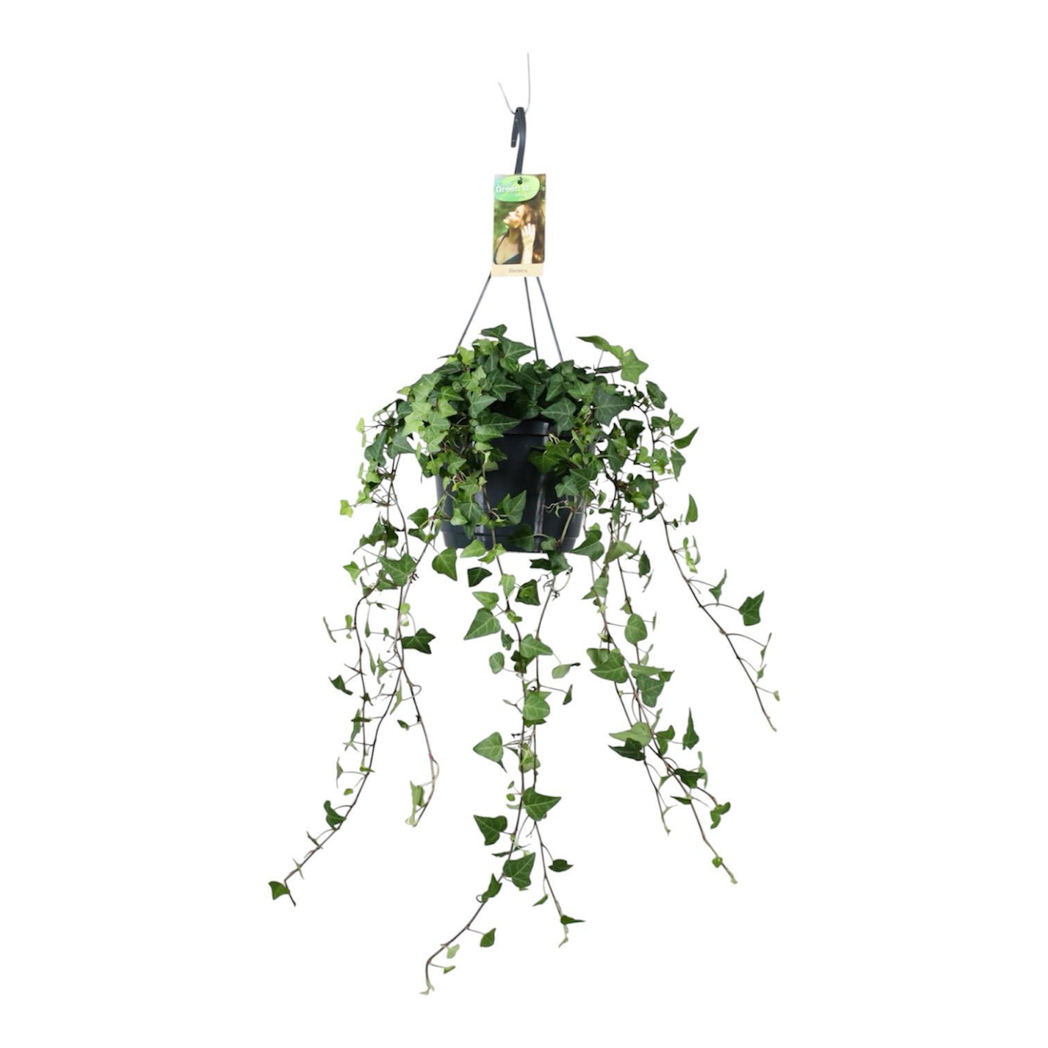 Горшечные цветы и растения оптом Hedera He Green от 1шт из Голландии с доставкой по России