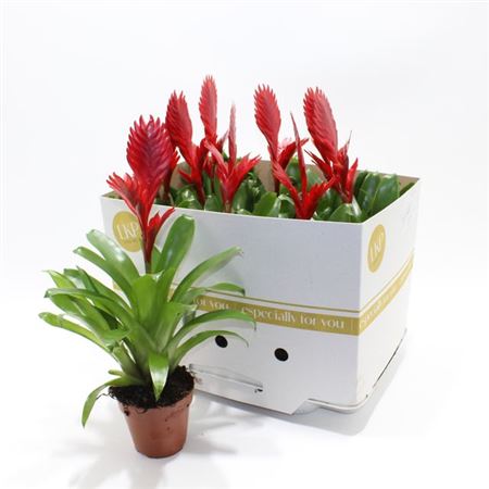 Горшечные цветы и растения оптом Vries Christiane от 9шт из Голландии с доставкой по России