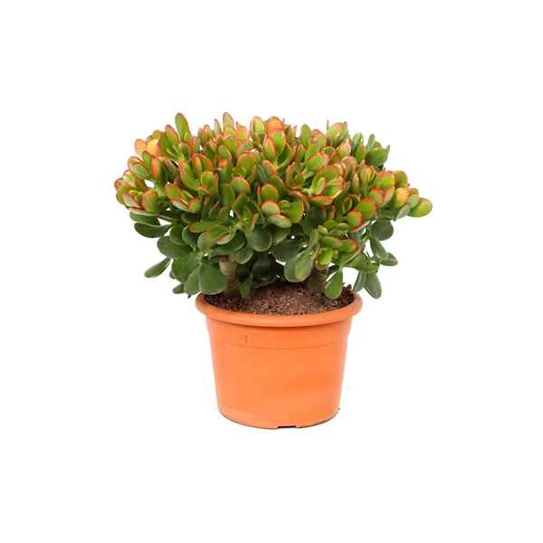 Горшечные цветы и растения оптом Crassula Sunset от 1шт из Голландии с доставкой по России