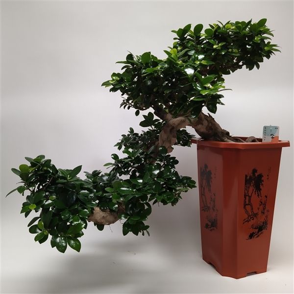 Горшечные цветы и растения оптом Ficus Ginseng S-shape от 1шт из Голландии с доставкой по России