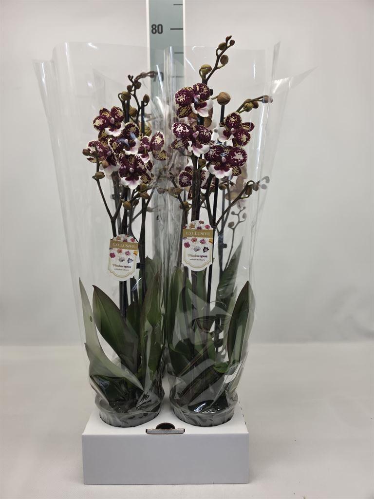 Горшечные цветы и растения оптом Phalaenopsis ... A от 4шт из Голландии с доставкой по России