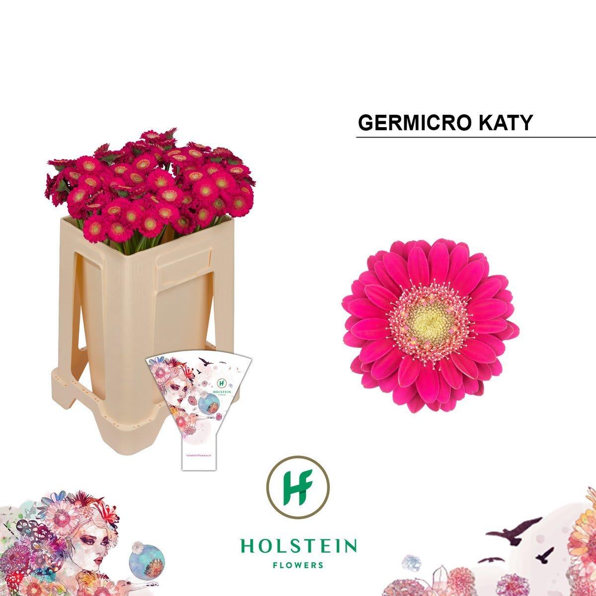 Срезанные цветы оптом Germini germicro katy от 100шт из Голландии с доставкой по России