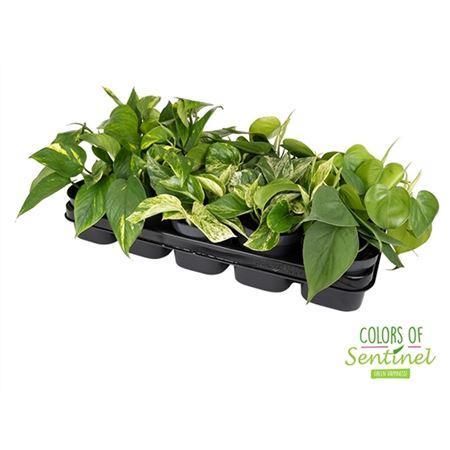 Горшечные цветы и растения оптом Epipremnum Gemengd от 10шт из Голландии с доставкой по России