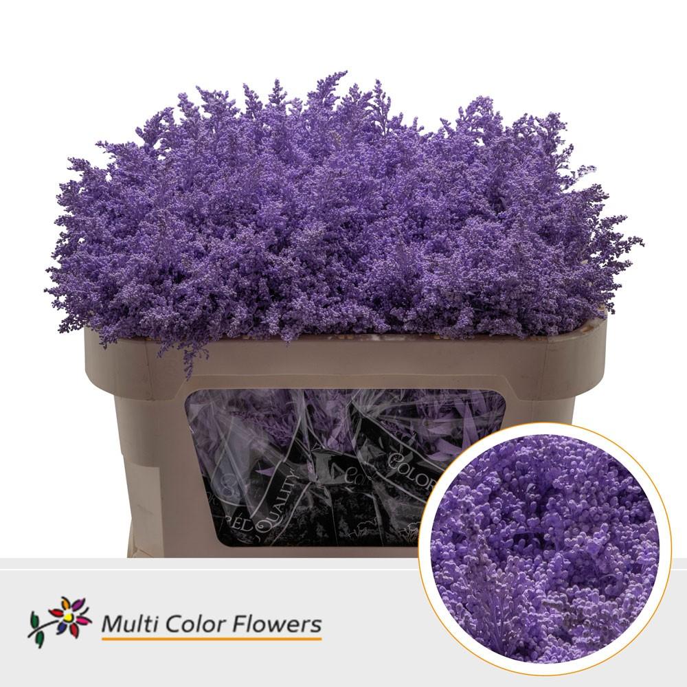 Срезанные цветы оптом Solidago paint milka от 100шт. из Голландии с доставкой по России