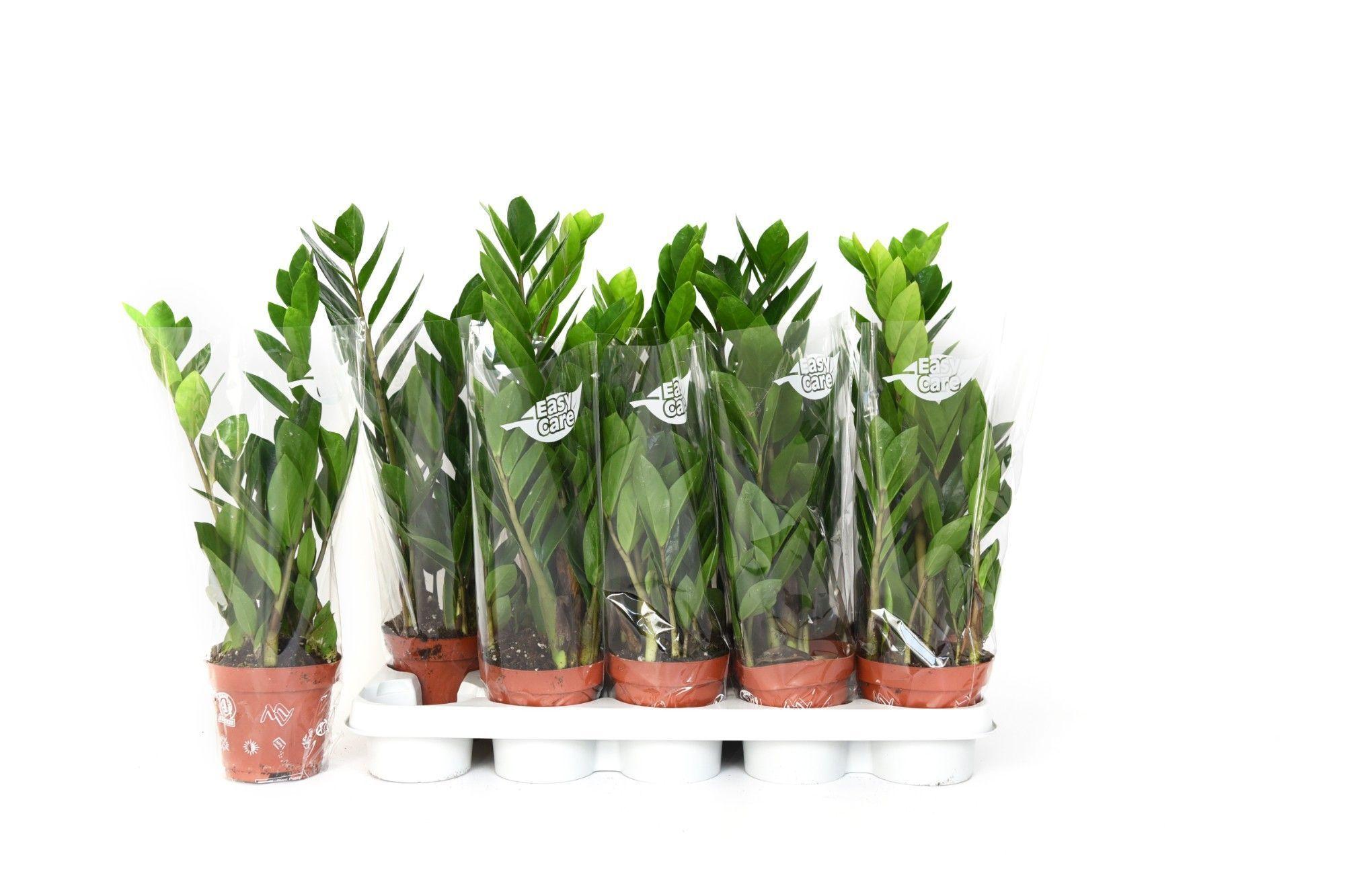 Горшечные цветы и растения оптом Zamio Zamiifolia от 10шт из Голландии с доставкой по России