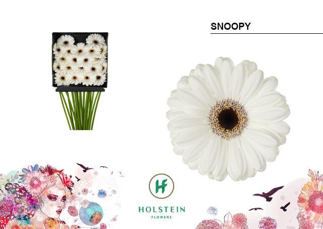Срезанные цветы оптом Germini diamond snoopy от 20шт из Голландии с доставкой по России