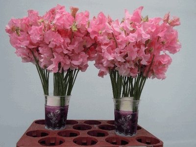 Срезанные цветы оптом Lathyrus od pink от 100шт из Голландии с доставкой по России