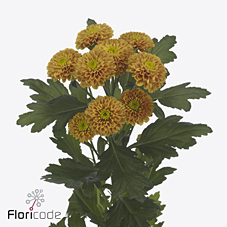 Срезанные цветы оптом Chrys sp lionking от 20шт из Голландии с доставкой по России