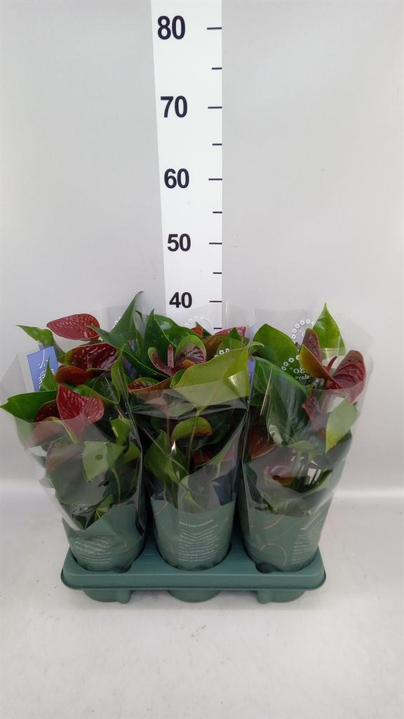 Горшечные цветы и растения оптом Anthurium Andr. essencia A от 6шт из Голландии с доставкой по России