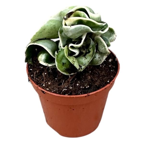 Горшечные цветы и растения оптом Hoya Compacta Variegata от 12шт (для телеги) из Голландии с доставкой по России