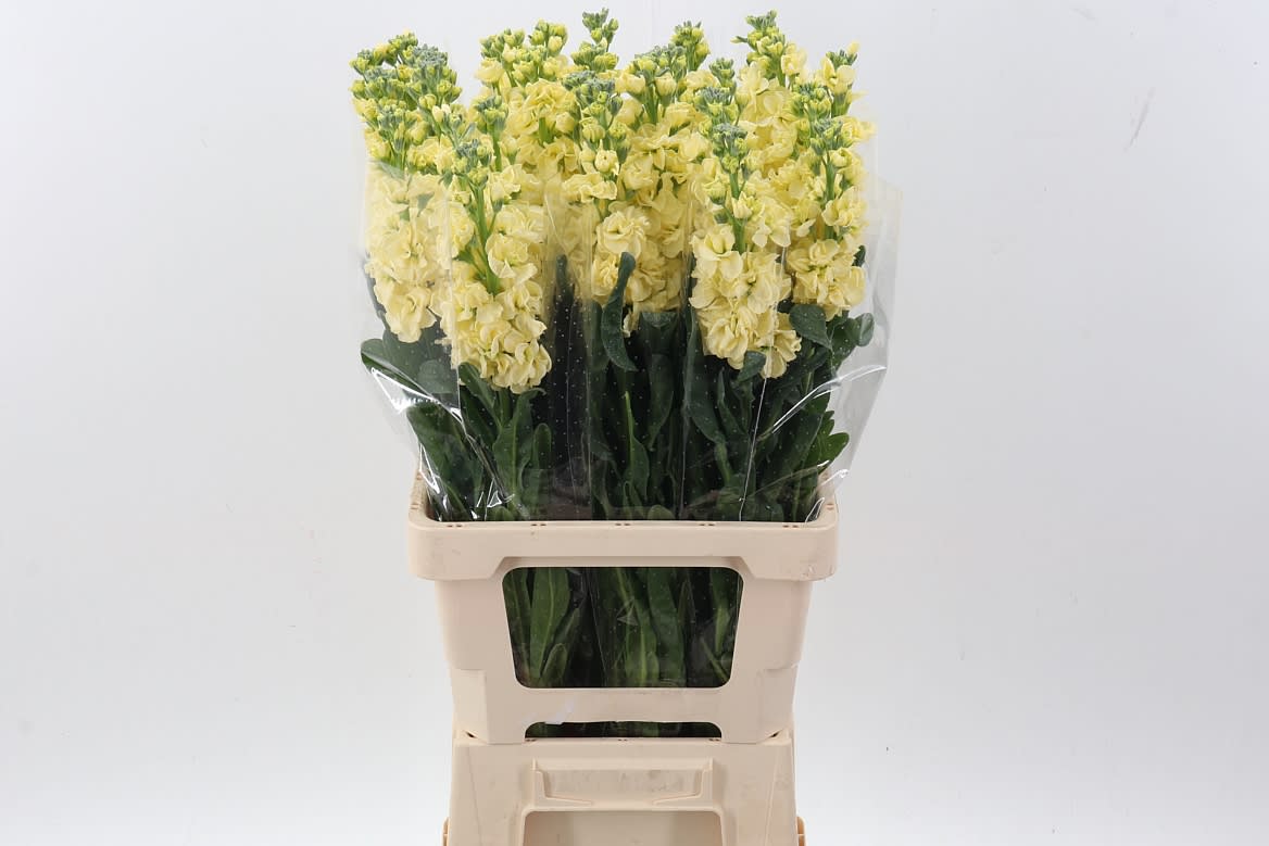 Срезанные цветы оптом Matthiola phantom cream от 30шт из Голландии с доставкой по России