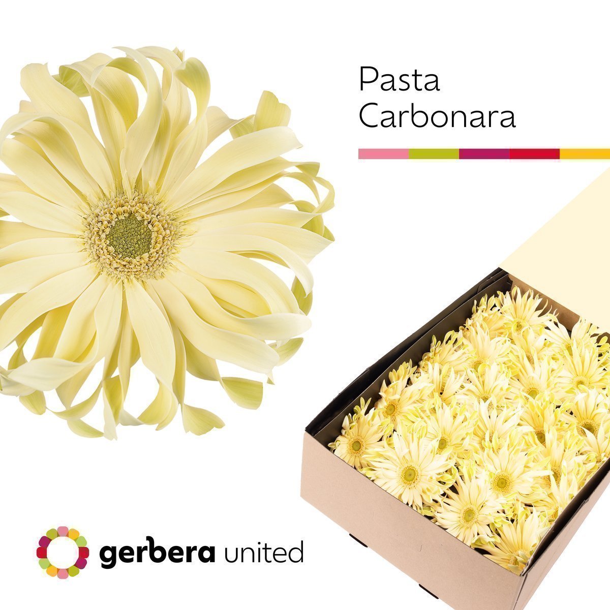 Срезанные цветы оптом Gerbera pasta carbonara от 50шт из Голландии с доставкой по России