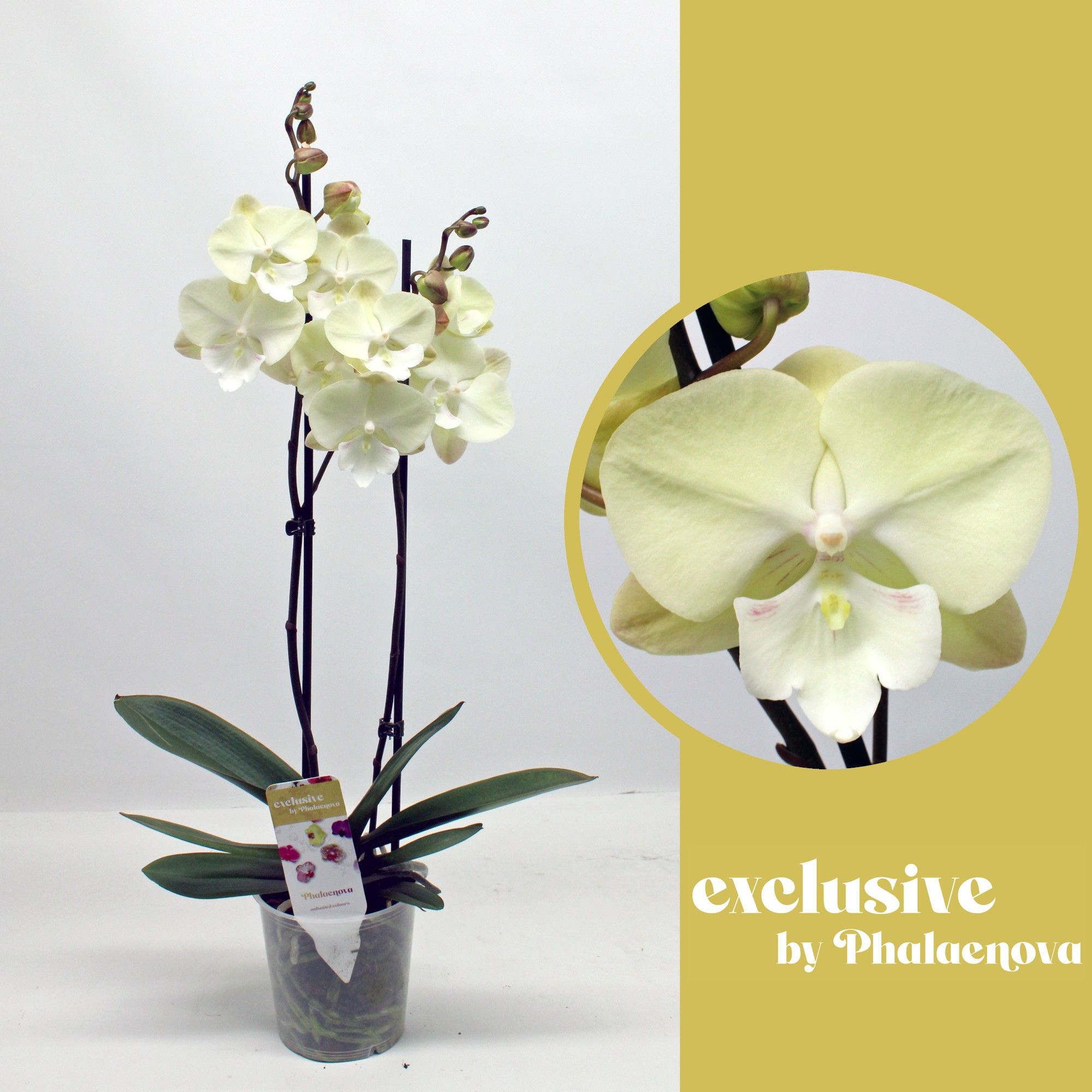 Горшечные цветы и растения оптом Sandra 2-tak 60cm (rijp) от 10шт из Голландии с доставкой по России