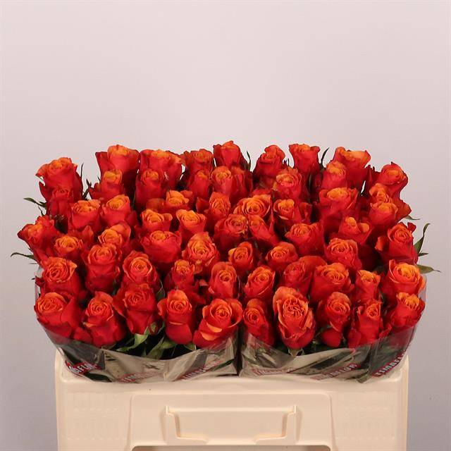 Срезанные цветы оптом Rosa large espana от 60шт из Голландии с доставкой по России