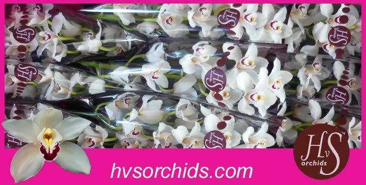 Срезанные цветы оптом Cymbidium white danny green от 10шт из Голландии с доставкой по России
