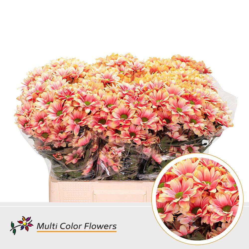 Срезанные цветы оптом Chrys sp paint kennedy sunset от 40шт из Голландии с доставкой по России