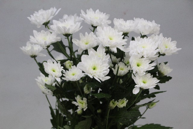 Срезанные цветы оптом Chrys sp bonita от 80шт из Голландии с доставкой по России