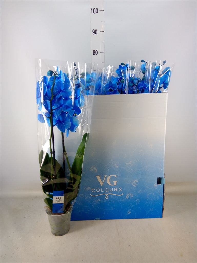 Горшечные цветы и растения оптом Phalaenopsis   ... от 10шт' из Голландии с доставкой по России