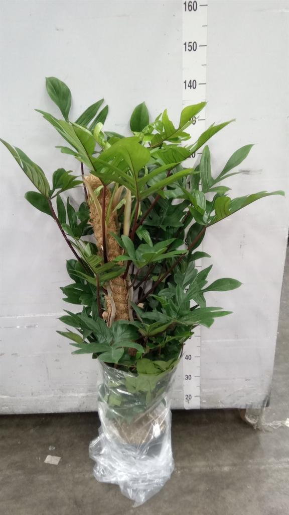 Горшечные цветы и растения оптом Philodendron Pedatum от 1шт из Голландии с доставкой по России