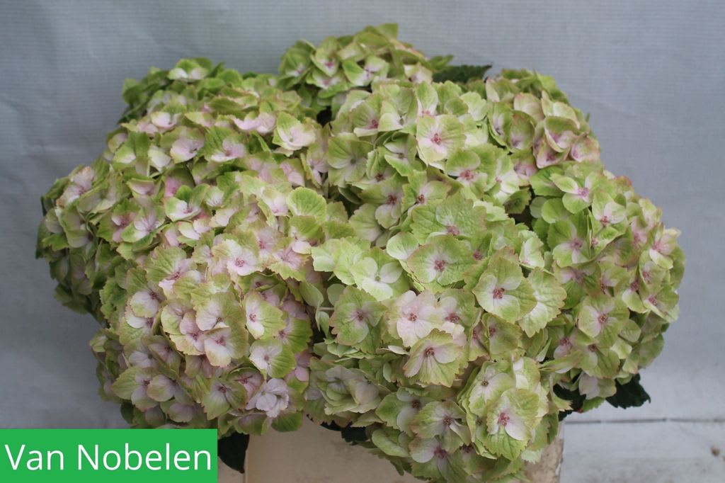 Срезанные цветы оптом Hydrangea mag noblesse от 10шт из Голландии с доставкой по России