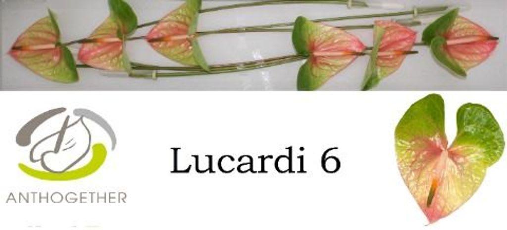 Срезанные цветы оптом Anthurium lucardi от 20шт из Голландии с доставкой по России