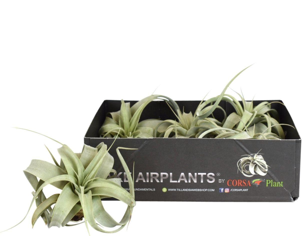 Горшечные цветы и растения оптом Tillandsia Xerograph от 5шт (для телеги) из Голландии с доставкой по России