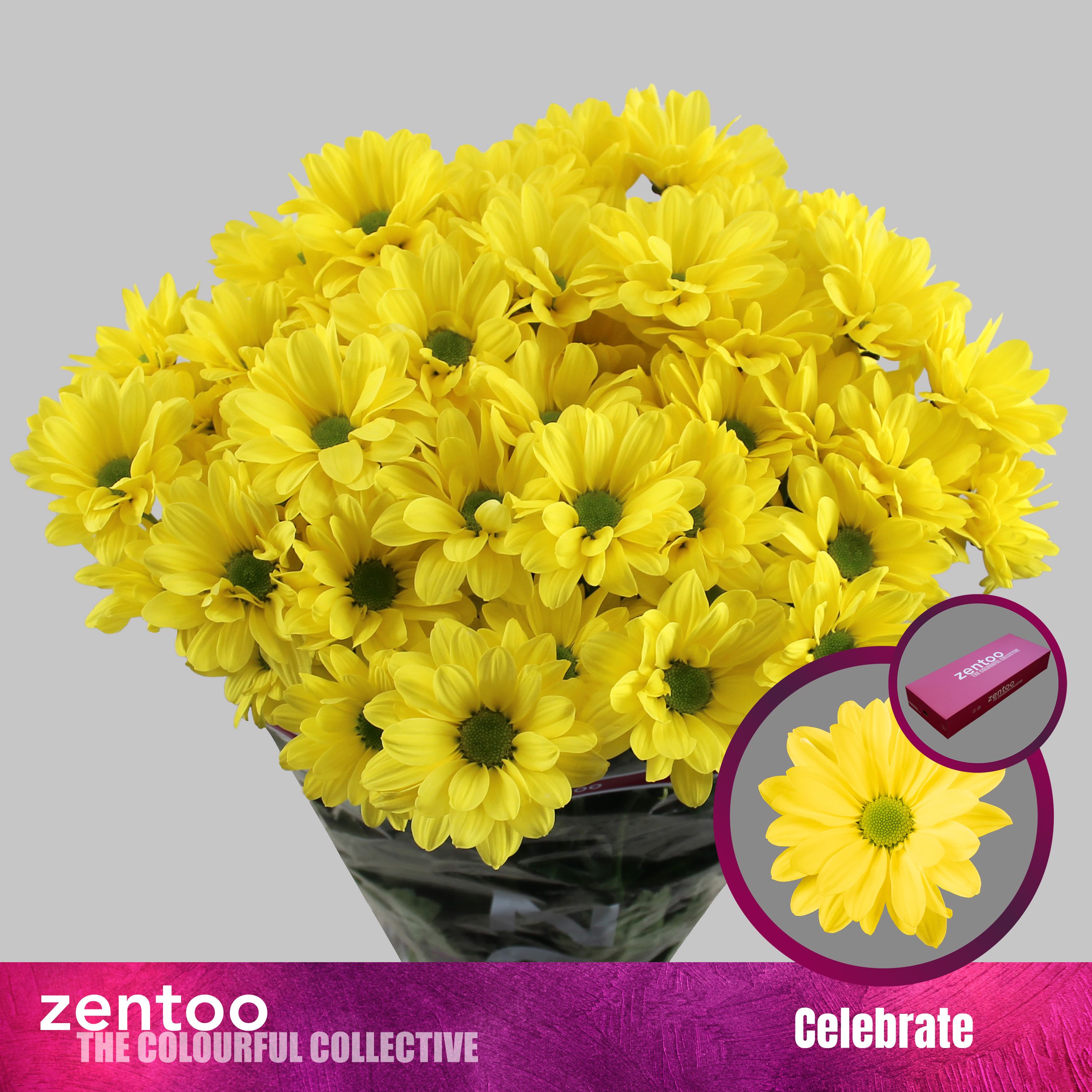 Срезанные цветы оптом Chrys sp celebrate от 80шт из Голландии с доставкой по России