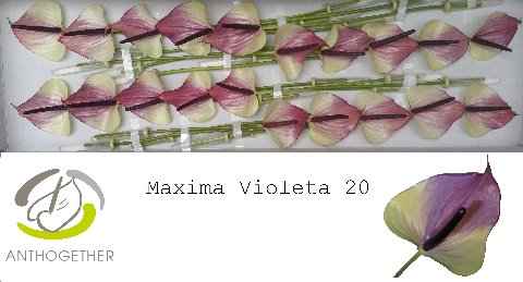 Срезанные цветы оптом Anthurium maxima violeta от 20шт из Голландии с доставкой по России