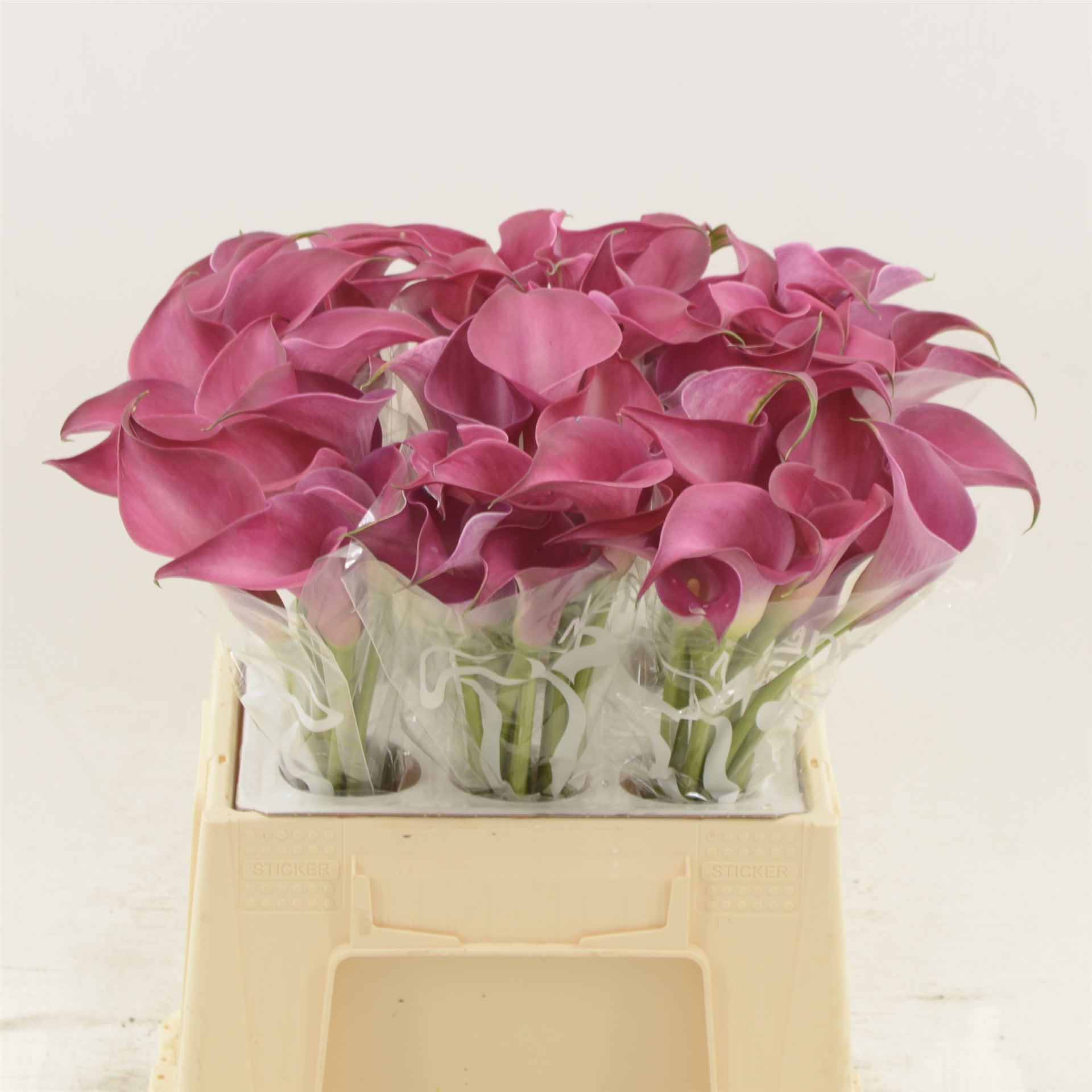 Срезанные цветы оптом Zantedeschia pink jewel от 60шт из Голландии с доставкой по России