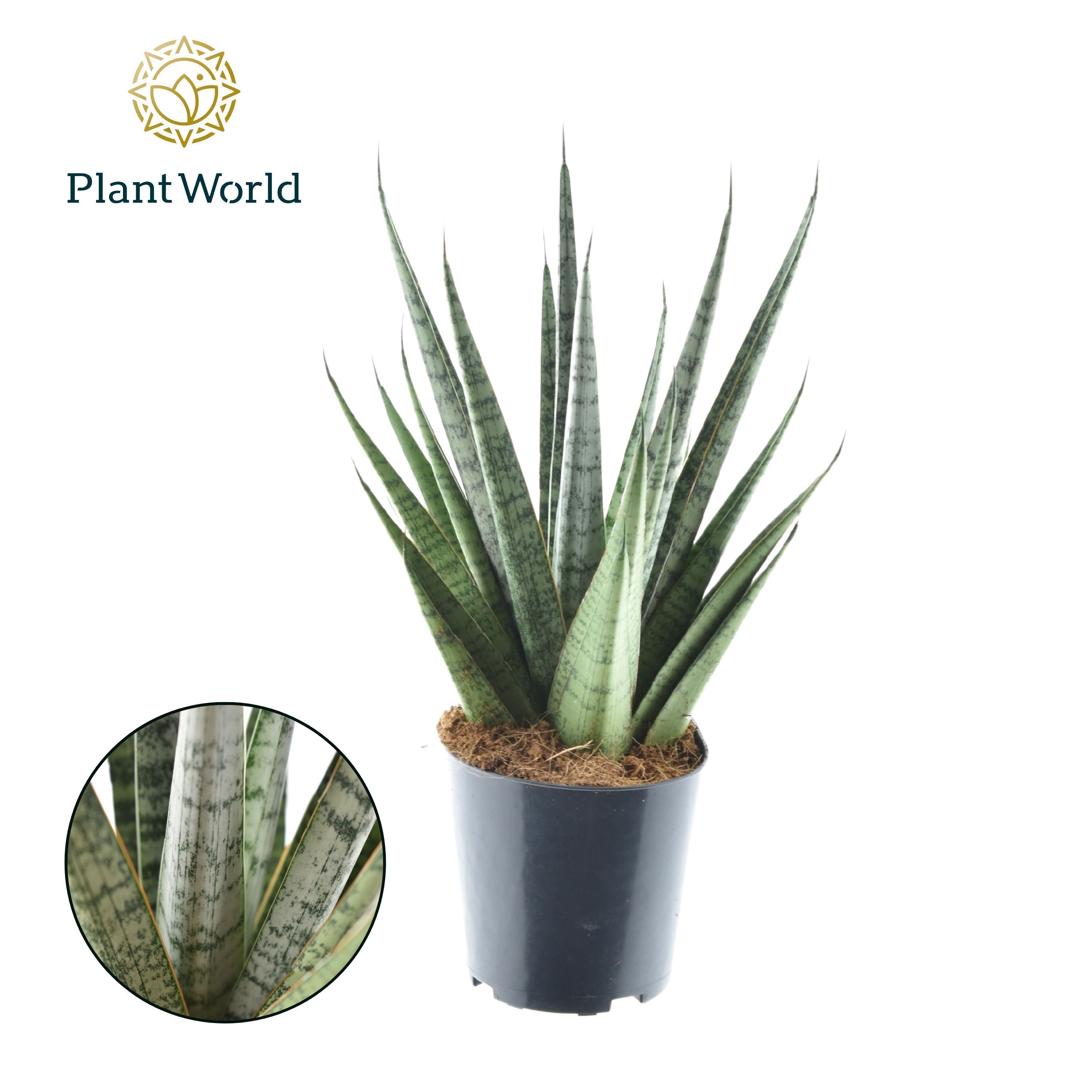 Горшечные цветы и растения оптом Sansevieria Sem от 6шт из Голландии с доставкой по России