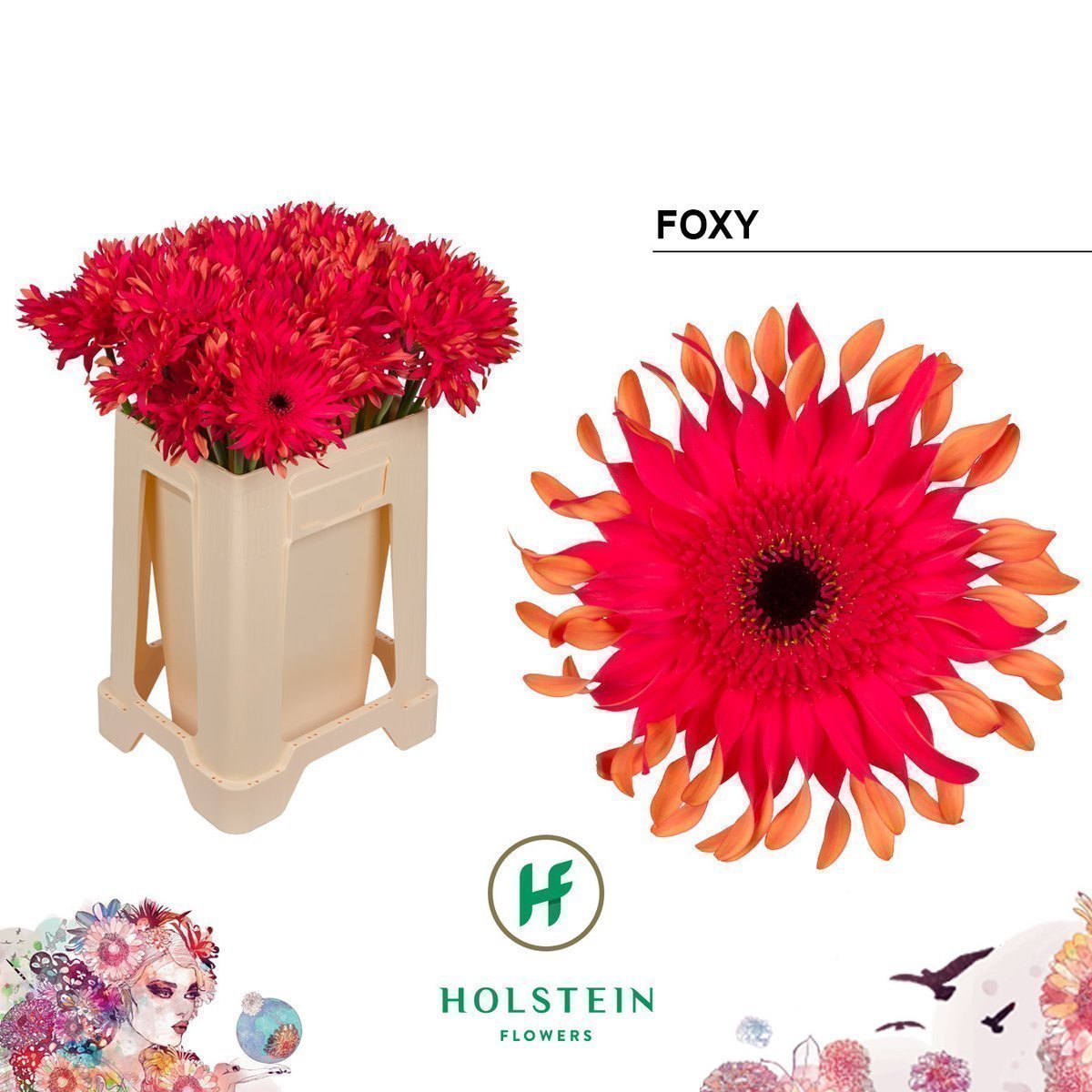 Срезанные цветы оптом Gerbera gerpasta foxy от 40шт из Голландии с доставкой по России
