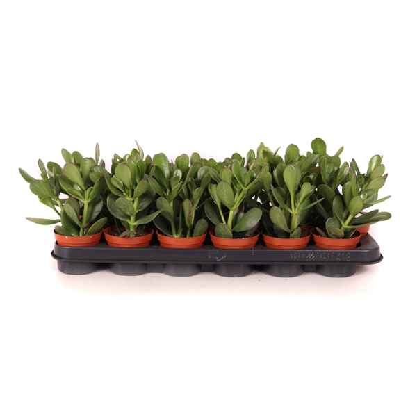 Горшечные цветы и растения оптом Crassula Ovata от 18шт из Голландии с доставкой по России