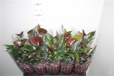 Горшечные цветы и растения оптом Anth An Chocolate 4+ от 10шт из Голландии с доставкой по России