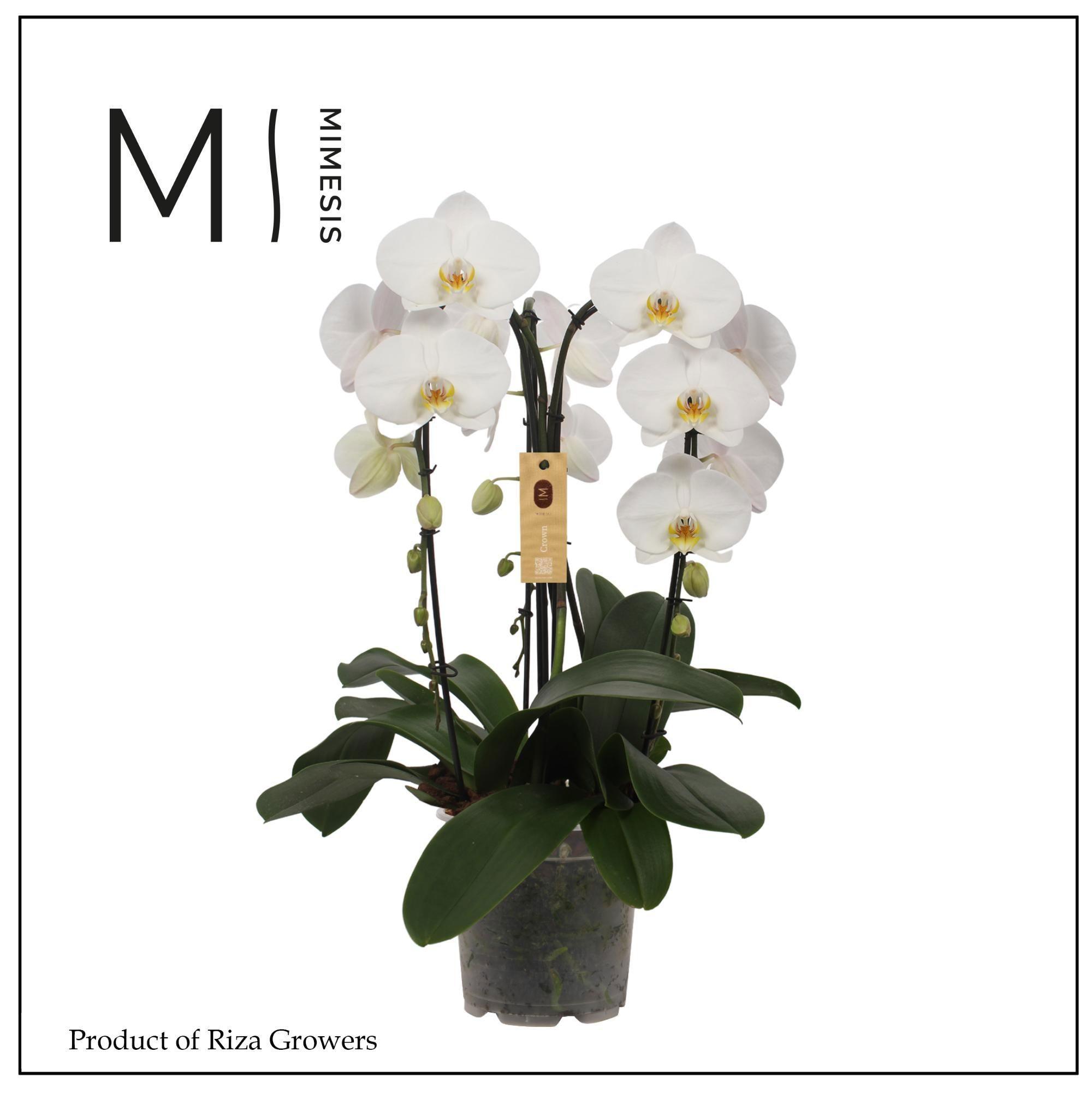 Горшечные цветы и растения оптом Phal 3st Crown White 24+ (mimesis) от 2шт из Голландии с доставкой по России