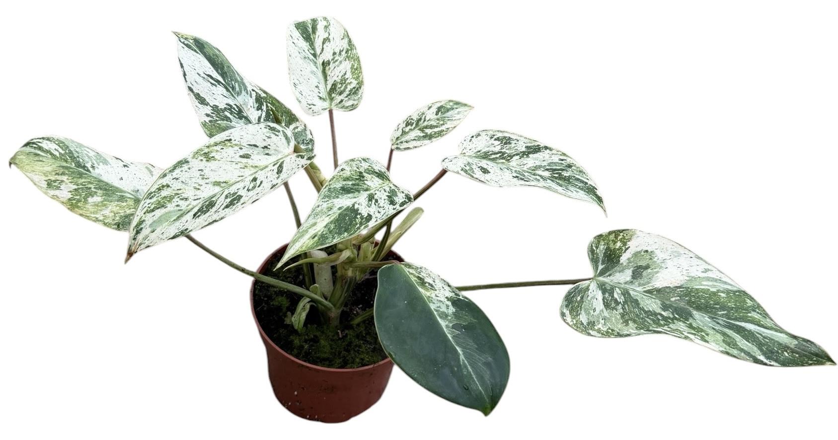 Горшечные цветы и растения оптом Philodendron Emerald Queen от 1шт из Голландии с доставкой по России