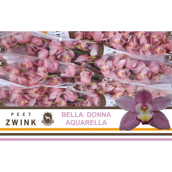 Срезанные цветы оптом Cymbidium pink aquarella от 6шт. из Голландии с доставкой по России