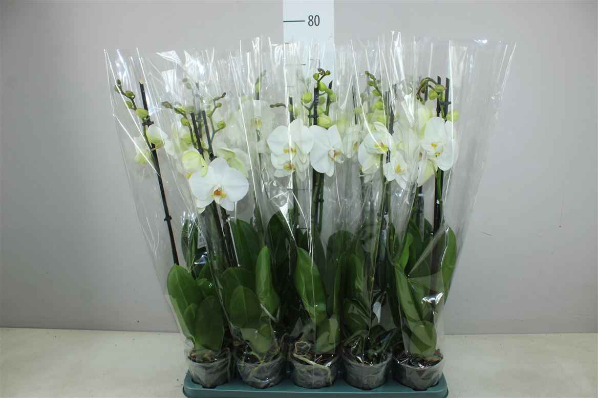 Горшечные цветы и растения оптом Phal Wit 2 Tak от 10шт из Голландии с доставкой по России