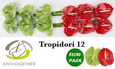 Срезанные цветы оптом Anthurium tropidori mix от 12шт из Голландии с доставкой по России