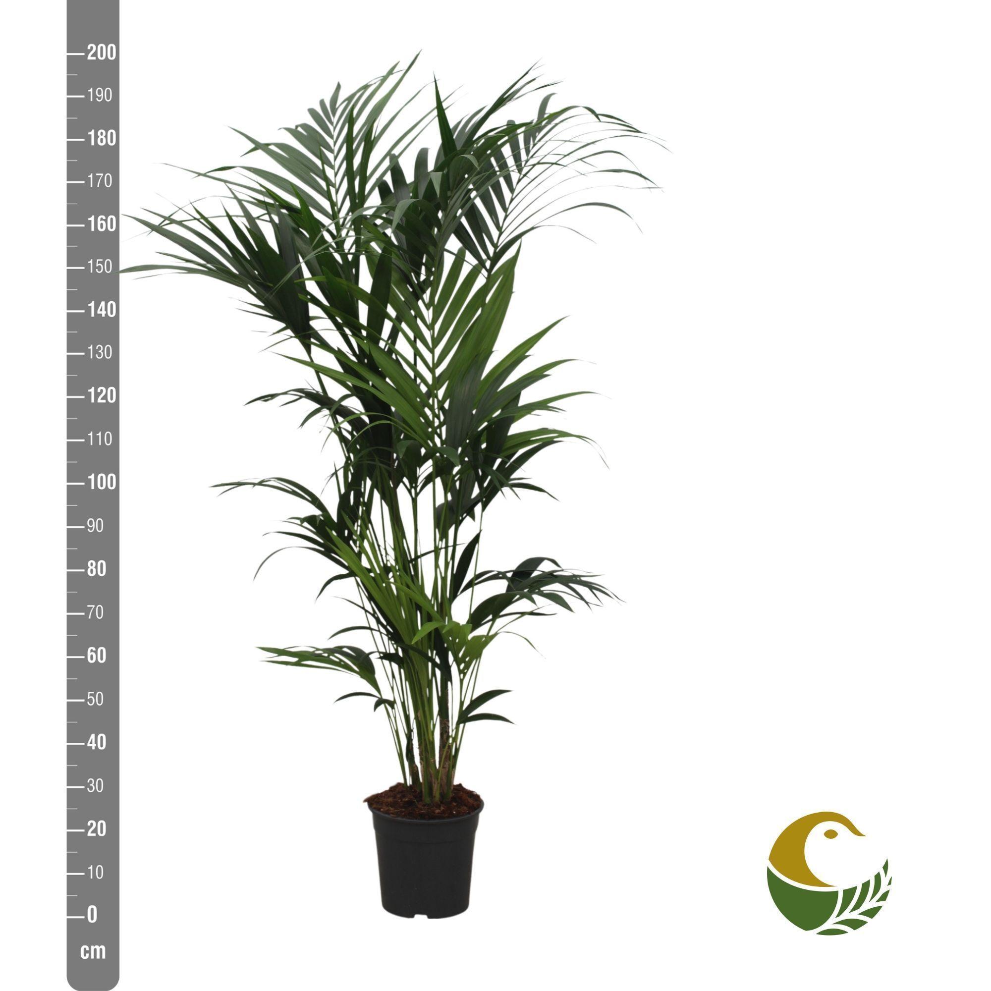 Горшечные цветы и растения оптом Howea Forsteriana от 1шт из Голландии с доставкой по России