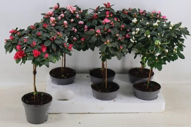 Горшечные цветы и растения оптом Rhodo Ov от 6шт из Голландии с доставкой по России