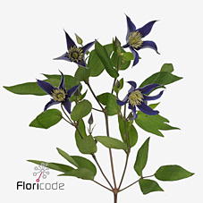 Срезанные цветы оптом Clematis amazing oslo от 60шт. из Голландии с доставкой по России