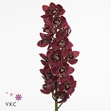 Срезанные цветы оптом Cymbidium red blazing fury от 6шт из Голландии с доставкой по России